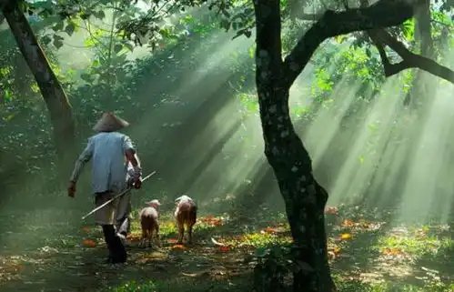 古代名人为何皆爱隐居南阳名人效应加持,隐世文化盛行