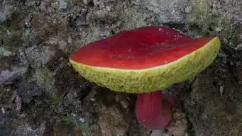 微拍的美丽菌类转帖
