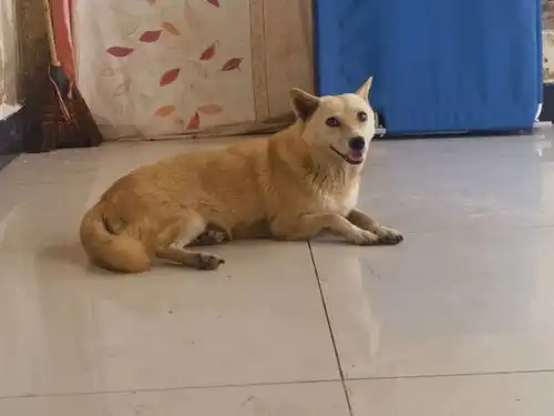 岳阳版忠犬八公小狗守在大堤上月余,终于等到主人回家