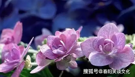 经典绝伦的小句子,句句令人沉醉,让人一读再读