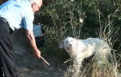 主人车祸去世,傻孩子原地守候18个月,只为泪目