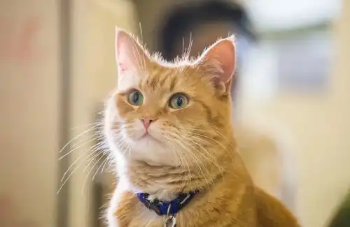 畅销书流浪猫鲍勃作者将被迫出售住房,再度流浪