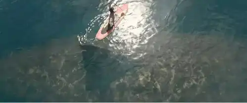 全员演技炸裂看完巨齿鲨最想给鲨鱼加鸡腿,网友真好看
