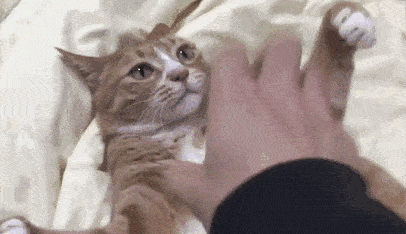 穷养猫和富养猫到底有什么区别离世的流浪猫鲍勃已经告诉我们了