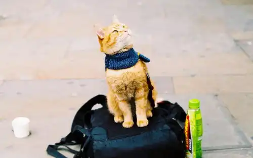 流浪猫鲍勃突然去世,14年喵生今朝已完,改变一个人,感动无数人