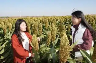 废弃矿坑复垦后变网红千亩高粱要火