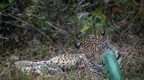 美洲豹在河边喝水,突然见到离奇玩具,开心地叼起来带回家玩