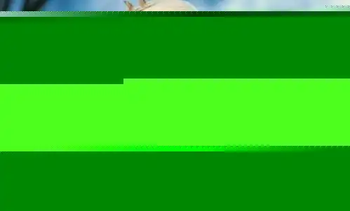 往事这个与张国荣结下深缘的女子,你肯定不认识