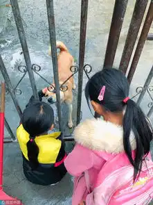 现实版忠犬八公小黄狗每天接姐妹放学