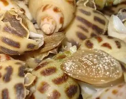 怎样去除田螺里的寄生虫