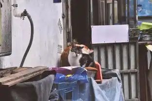 祖孙三代同堂蜗居10㎡小屋现实版猪笼寨就在魔都
