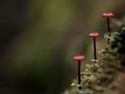 图集steveaxford萌菌物语
