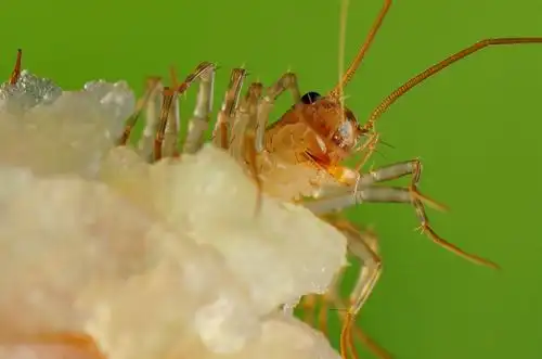 蚰蜒恐怖邪恶你被盗墓笔记误导了
