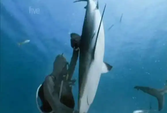 潜水员间流传的鲨鱼催眠术这是赌上生命来试啊
