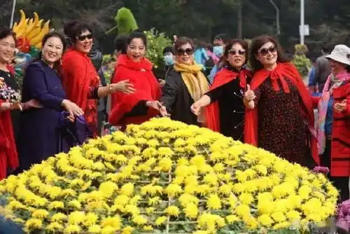 满城尽带黄金甲中山公园菊展争妍斗艳
