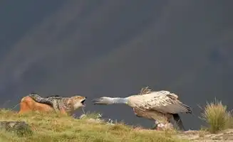 心痛盗猎者毒杀非洲象取象牙,秃鹫雄狮和胡狼不幸一起陪葬
