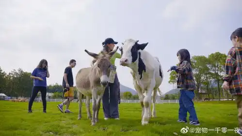 宠物一千零一夜那些宠物教会我的事
