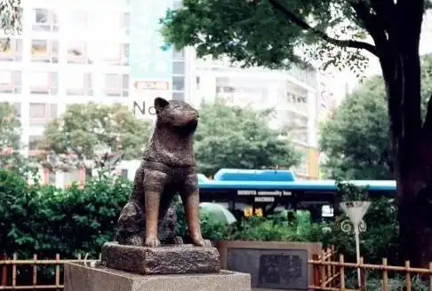 因给予了真诚的爱,八公成长为通人性的忠诚终身陪伴的狗