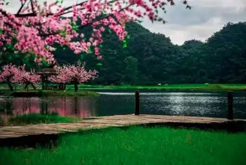 普者黑20000亩荷花花开成海藏着最令人向往的诗意田园,来过的人却不及大理一半
