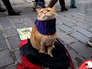 流浪猫鲍勃豆瓣8分治愈系吸猫片,11月2日温暖上映