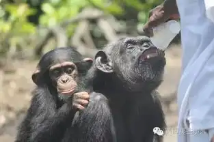 被抛弃被收养,经历过爱的它遇到了猩猩没想到,原来你是这样一只暖汪
