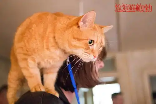 100必哭之作流浪猫鲍勃背后的真人小故事超暖心