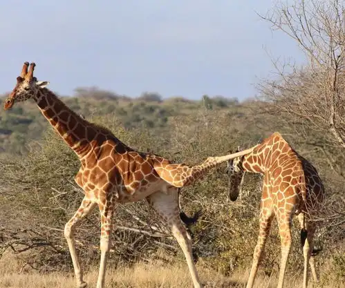 动物界的功夫之王,十八般武艺,样样精通,个个身怀绝技
