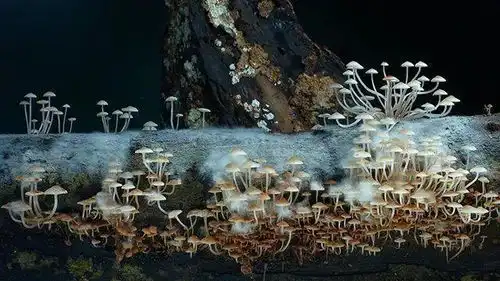 他十年时间专注拍蘑菇,拍的蘑菇99你都没见过