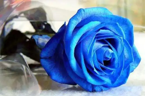 趣味测试选一只蓝色妖姬,测你和另一半最近会有冷战吗
