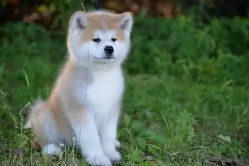 经典翻拍冯小刚陈冲领衔主演中国版忠犬八公开机定档