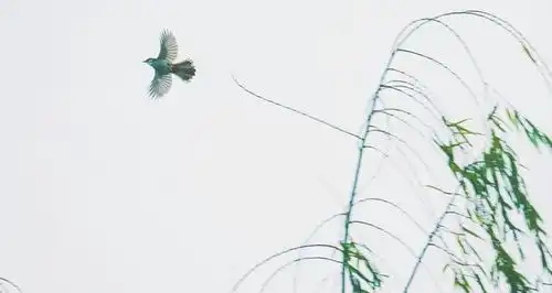 窈窕淑女,君子好逑诗经第一篇,为何要写采摘荇菜