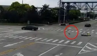 主人泪崩苏州现实版忠犬八公舍身追汽车
