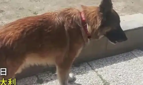 忠犬八公现实上演宠物犬苦等去世主人,结局催人泪下