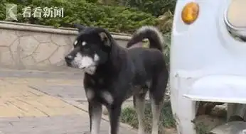 忠犬八公被救助的流浪狗陪快递小哥送件