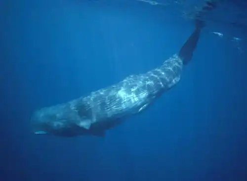 蓝鲸和新西兰大鱼龙的咬力真的比巨齿鲨大吗
