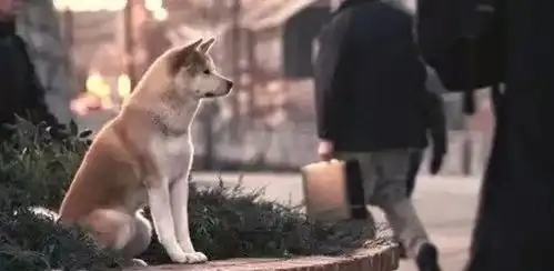 双语绘本典藏集,珍惜平凡生活中的温暖瞬间