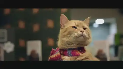 治愈系流浪猫鲍勃人人皆会变