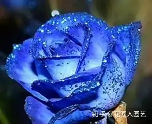 蓝色妖姬代表什么含义呢蓝色妖姬多少钱
