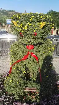 今秋首个大型菊花展即将开幕,10月满城尽带黄金甲将在这里重现
