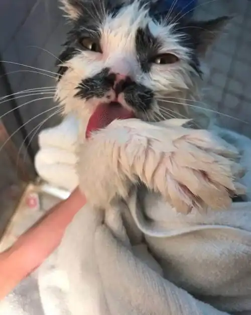 猫咪长的那么的好看,但是铲屎官却拍出猫咪丑出天际的照片
