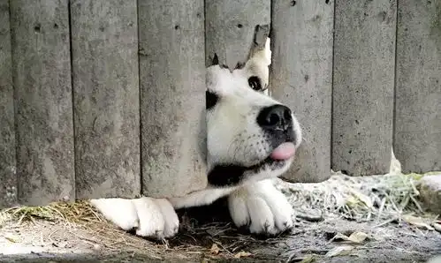 确认过眼眸,遇见对的狗