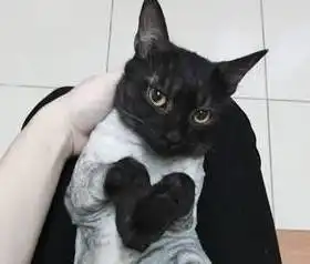 黑猫剃完毛后是什么样子真相惊呆了...
