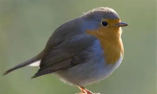 我的灵魂里住着一只知更鸟