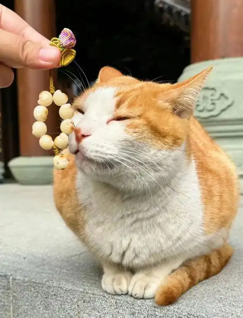 上海玉佛寺给大橘们造了一座猫猫别墅还自带小花园,太太太羡慕啦