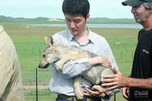 狼图腾内蒙探班冯绍峰窦骁戏装亮相与狼共舞