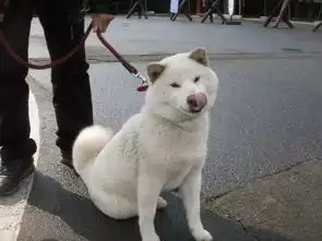 什么,犬夜叉的原型竟然是柴犬
