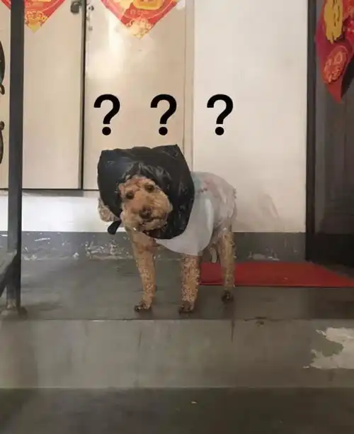 我家的傻狗为什么认不出自家主人现在有解释了