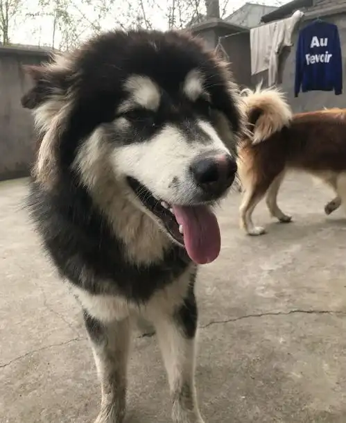 阿拉斯加开始过老年生活,它在屋里睡觉,在院里晒太阳
