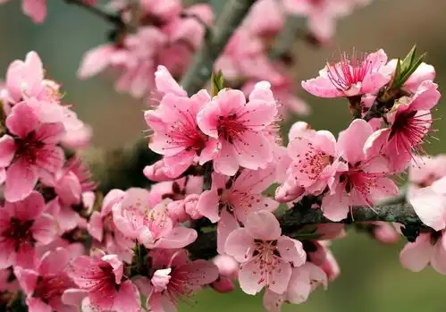6月下旬,旧情人回归,怦然心动,相思难断,3生肖重拾情缘,兜兜转转再相爱感情
