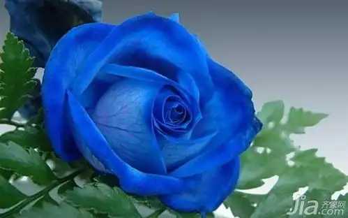 蓝色钻石戒指多少钱蓝色钻石戒指价格贵吗
